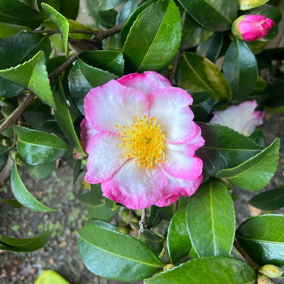 Meet your Posher, Jillian - Picture 1 of 1